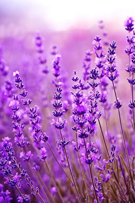 Lavendel